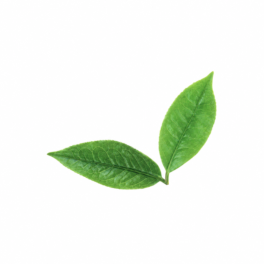 有機綠茶