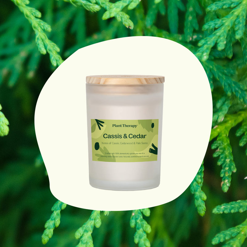 Plant Therapy 黑醋栗雪松天然香氛蠟燭 9oz