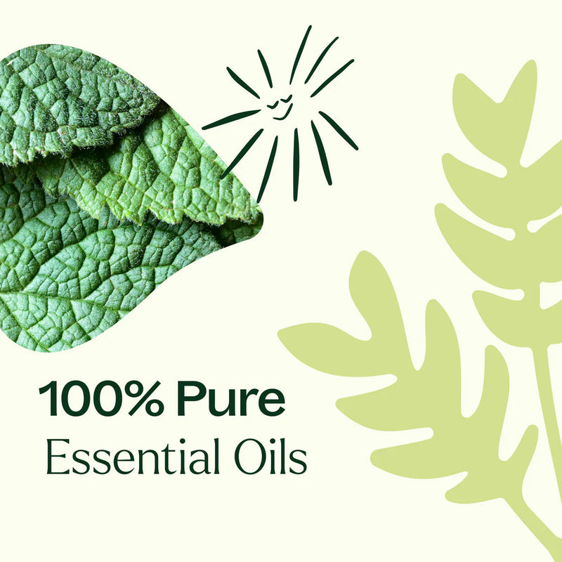 Plant Therapy Pain Support Essential Oil Blend Roll On Set