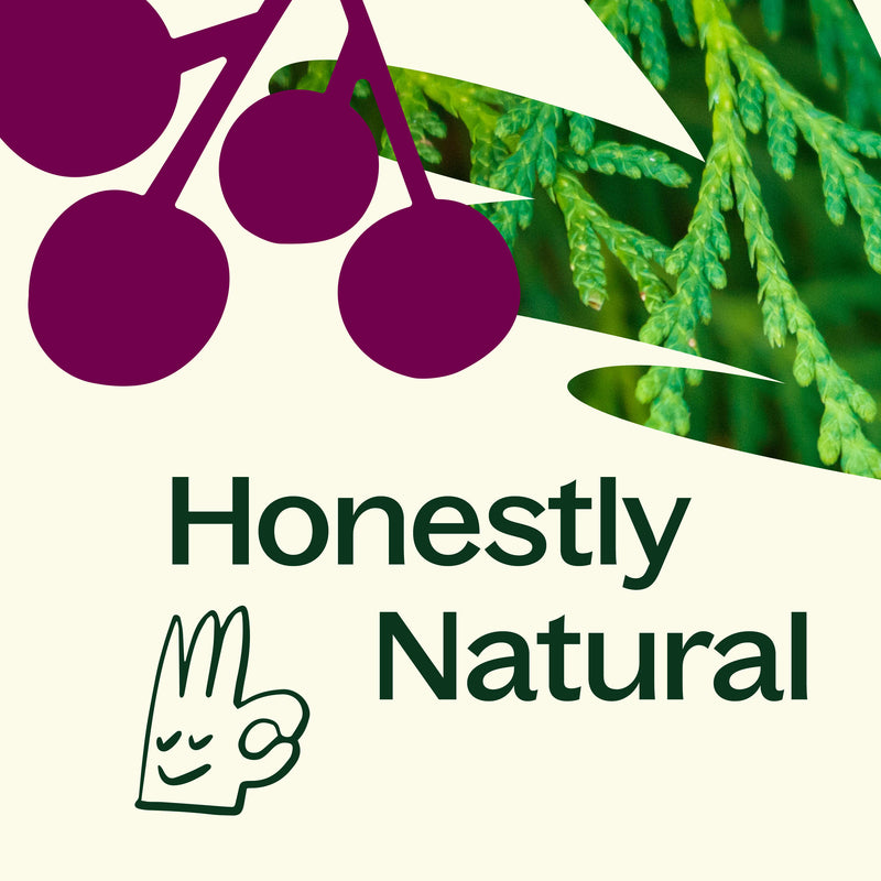 Plant Therapy 黑醋栗雪松天然香氛蠟燭 9oz