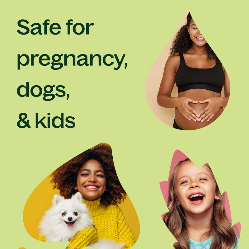 Plant Therapy 100% 純單方精油 依蘭依蘭 10ml