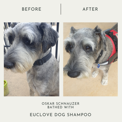 Euclove Natural Dog Shampoo - Salon grade formulation