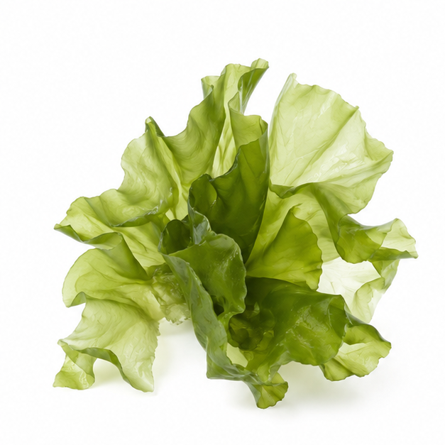 微藻