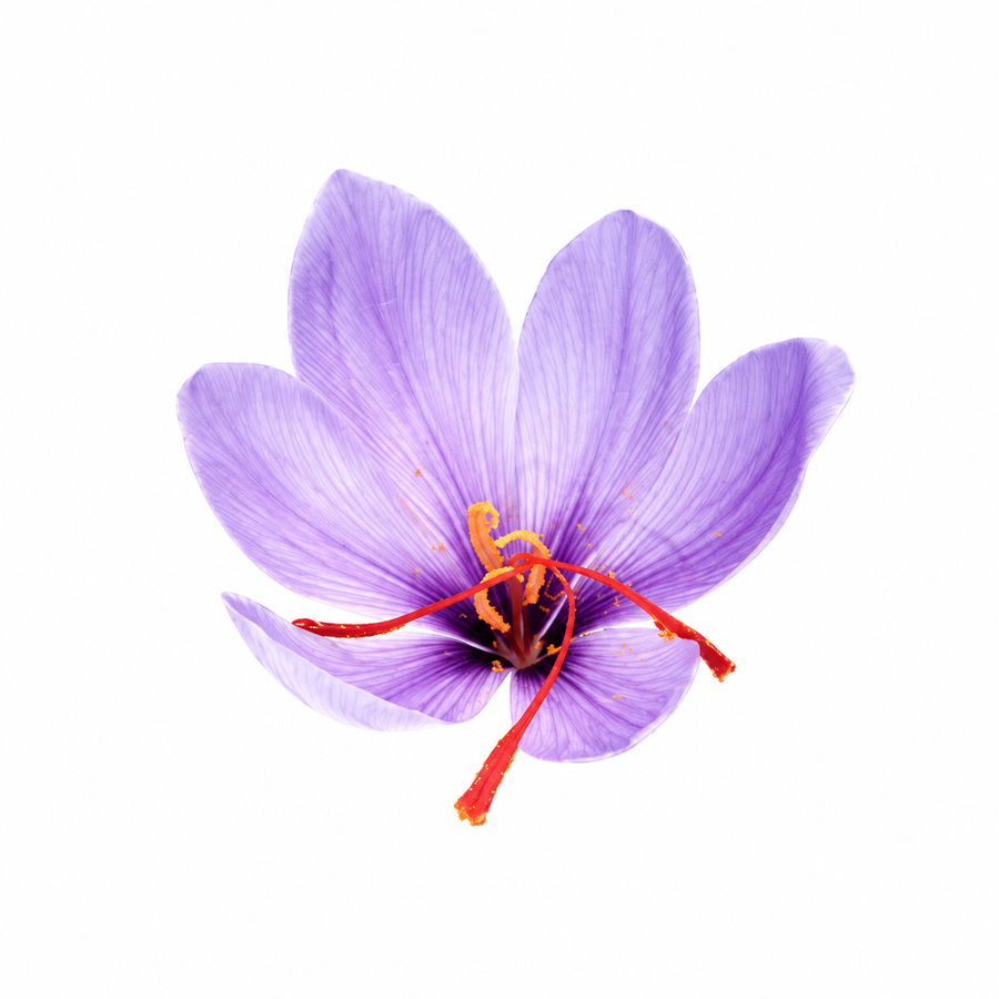 藏紅花